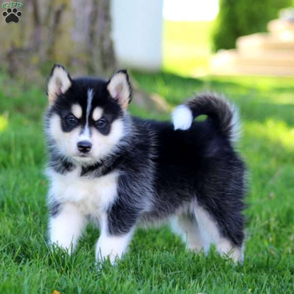 Ringo, Pomsky Puppy