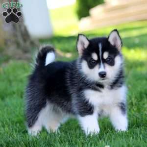 Ringo, Pomsky Puppy