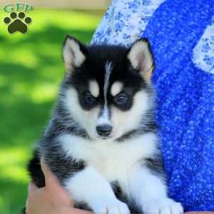 Ringo, Pomsky Puppy