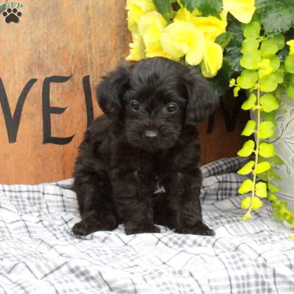 Rio, Yorkie Poo Puppy