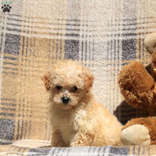 Rio, Bich-Poo Puppy