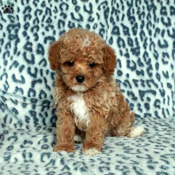 Rio, Toy Poodle Puppy
