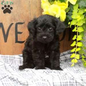 Rio, Yorkie Poo Puppy