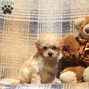 Rio, Bich-Poo Puppy