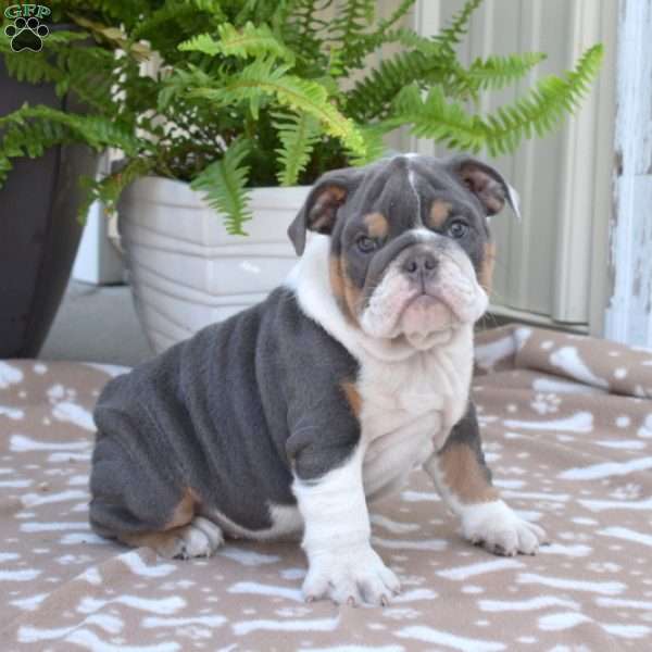 River, English Bulldog Puppy