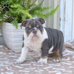 River, English Bulldog Puppy