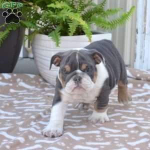 River, English Bulldog Puppy