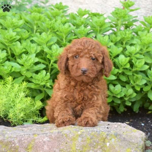 Rob, Miniature Poodle Puppy