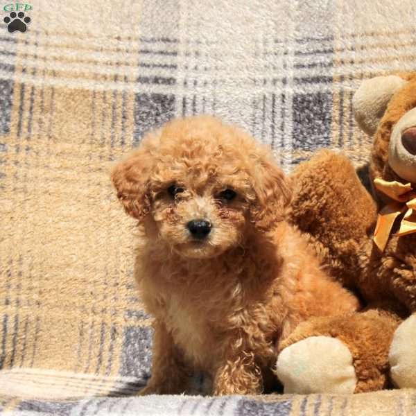 Robbie, Bich-Poo Puppy