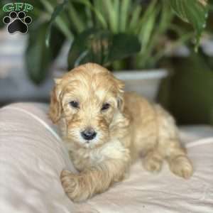 Robin, Cockapoo Puppy
