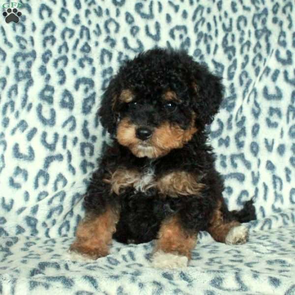 Rocco, Toy Poodle Puppy