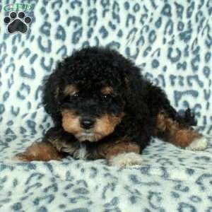Rocco, Toy Poodle Puppy