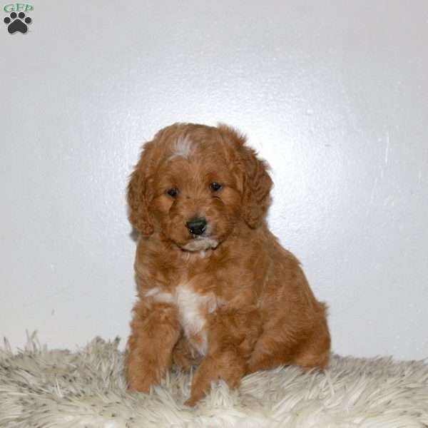Rocky, Mini Labradoodle Puppy
