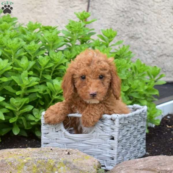 Rocky, Miniature Poodle Puppy