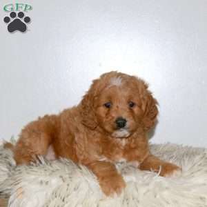 Rocky, Mini Labradoodle Puppy