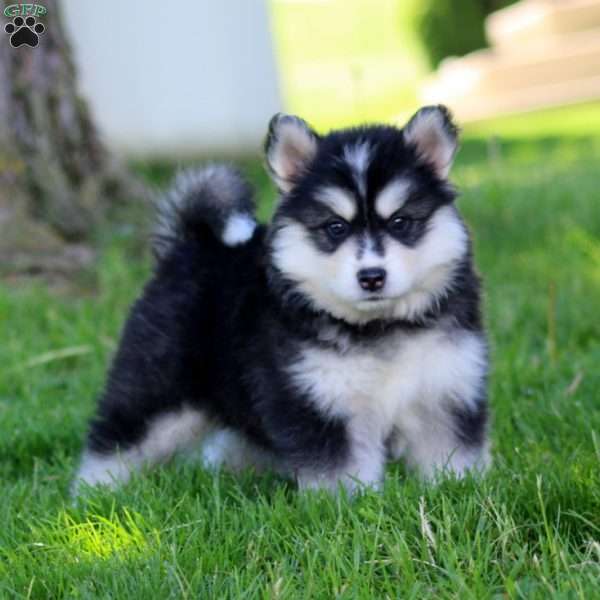 Rocky, Pomsky Puppy