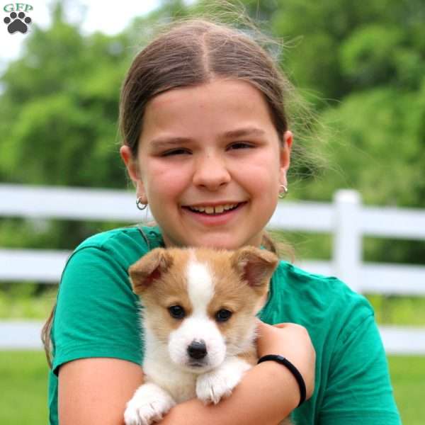 Rocky, Pembroke Welsh Corgi Puppy