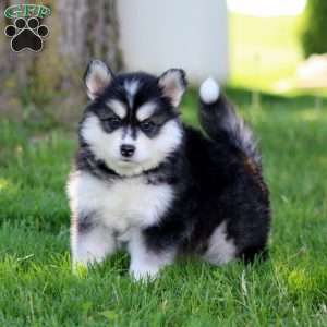 Rocky, Pomsky Puppy