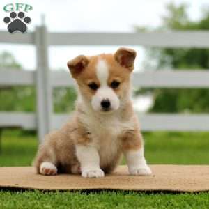 Rocky, Pembroke Welsh Corgi Puppy