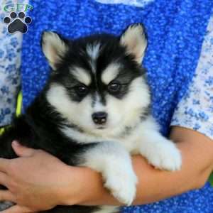 Rocky, Pomsky Puppy