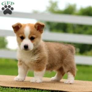 Rocky, Pembroke Welsh Corgi Puppy