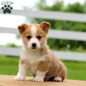 Rocky, Pembroke Welsh Corgi Puppy