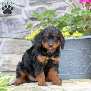 Rodney, Mini Bernedoodle Puppy