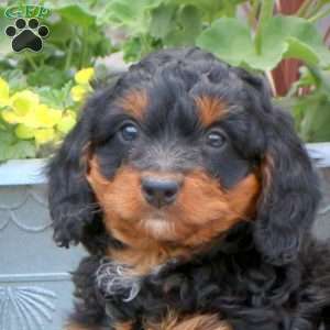 Rodney, Mini Bernedoodle Puppy