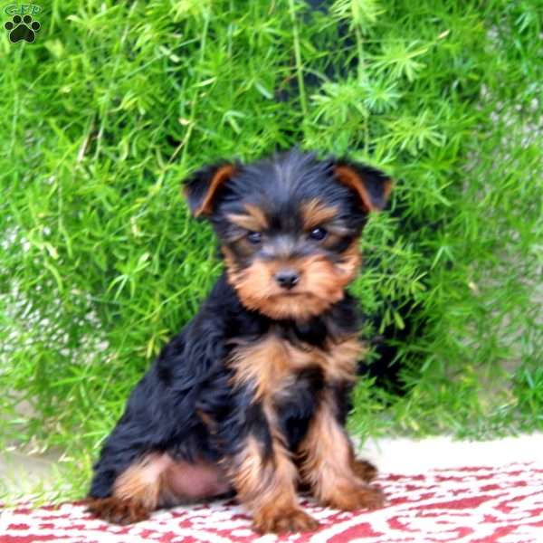 Roger, Yorkie Puppy