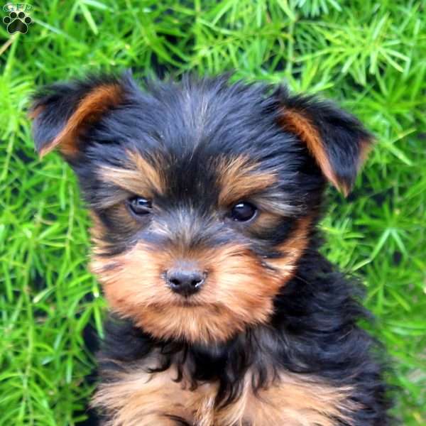 Roger, Yorkie Puppy