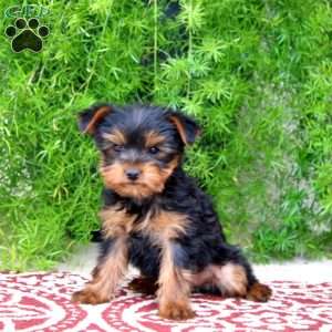 Roger, Yorkie Puppy