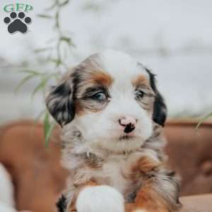 Ronco, Mini Bernedoodle Puppy