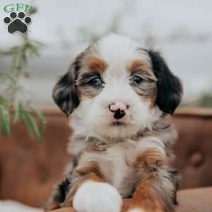 Ronco, Mini Bernedoodle Puppy
