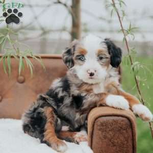 Ronco, Mini Bernedoodle Puppy