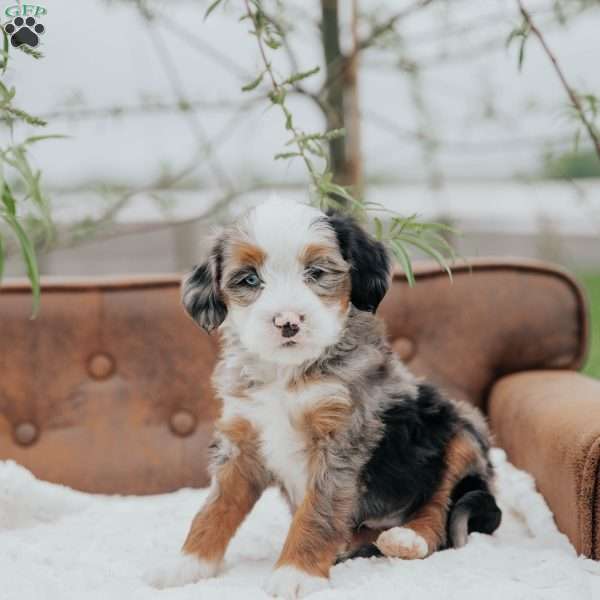Ronco, Mini Bernedoodle Puppy