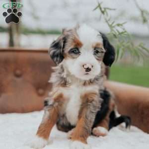 Ronco, Mini Bernedoodle Puppy