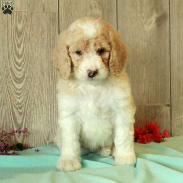 Ronny, Standard Poodle Puppy