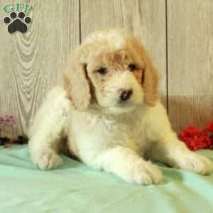 Ronny, Standard Poodle Puppy