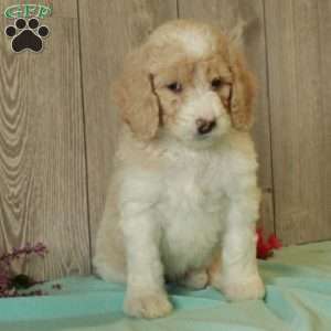 Ronny, Standard Poodle Puppy