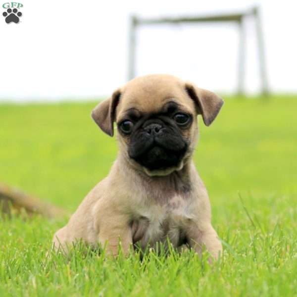 Rookie, Pug Puppy