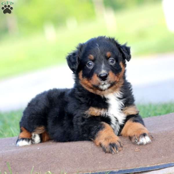 Rookie, Australian Shepherd Puppy