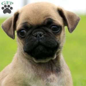 Rookie, Pug Puppy