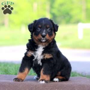Rookie, Australian Shepherd Puppy