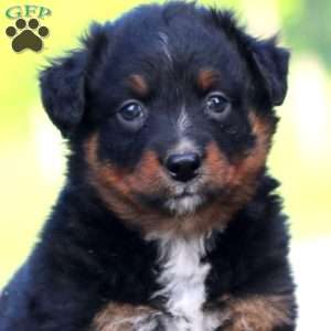 Rookie, Australian Shepherd Puppy