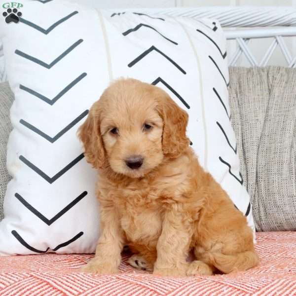 Rory, Mini Goldendoodle Puppy