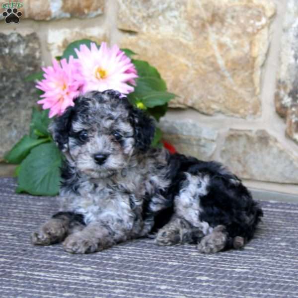 Rosa, Cavapoo Puppy