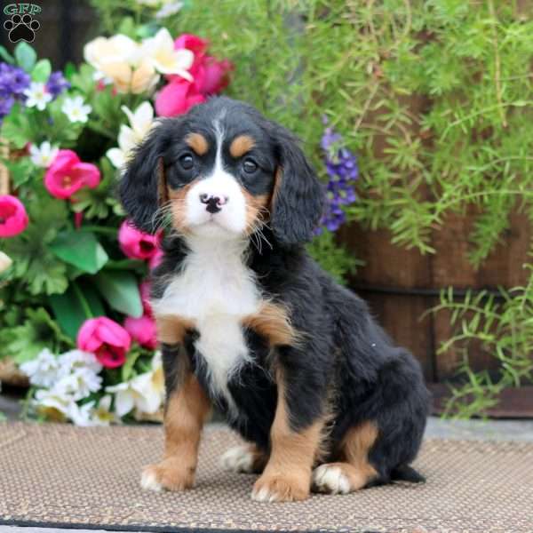 Rosa, Miniature Bernese Mountain Dog Puppy
