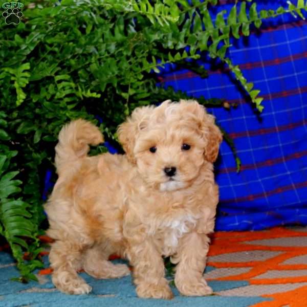 Rosa, Maltipoo Puppy