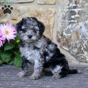 Rosa, Cavapoo Puppy