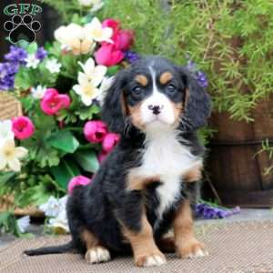 Rosa, Miniature Bernese Mountain Dog Puppy